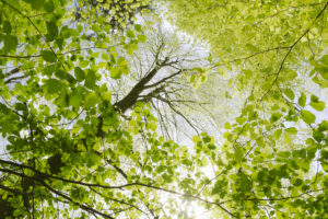 Germany, Bavaria, nature reserve, Augsburg, Western Woods Nature Park, beech, maple, deciduous forest, branch, sun, back light, shade, light, sun star, mood, idyllic, spring, green, on top, calm, nature, scenery Germany, Bavaria, nature reserve, Augsburg, Western Woods Nature Park, beech, maple, deciduous forest, branch, sun, back light, shade, light, sun star, mood, idyllic, spring, green, on top, calm, nature, scenery